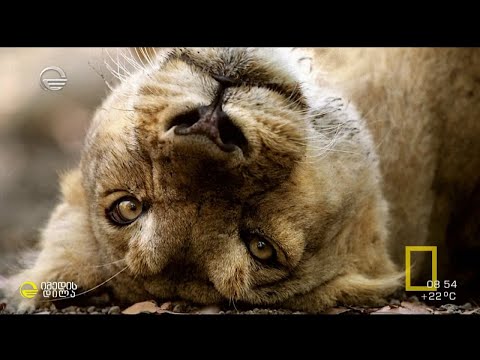 ფოტოგრაფი ცოლ-ქმრის ტანდემი ველური ბუნების გადასაღებად